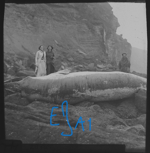 Photo whale washed at - photo, up