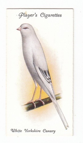 Bianco yorkshire canary - bianco,