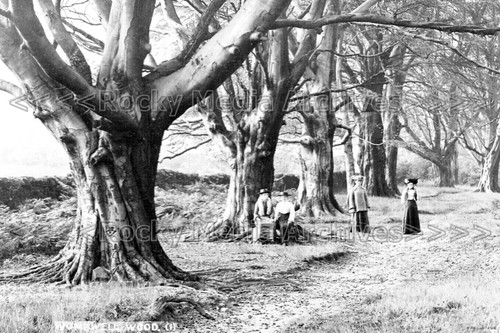 Pjj wombwell wood - wombwell,